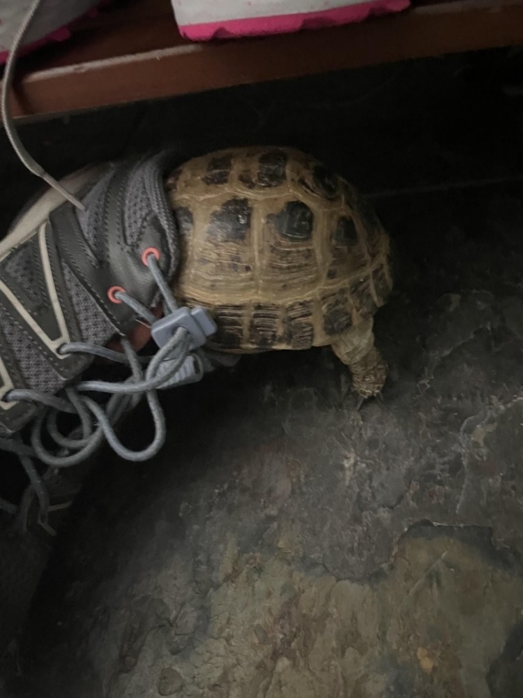 
        25&nbsp;животных, не&nbsp;рассчитавших траекторию и&nbsp;открывших закон подлости    