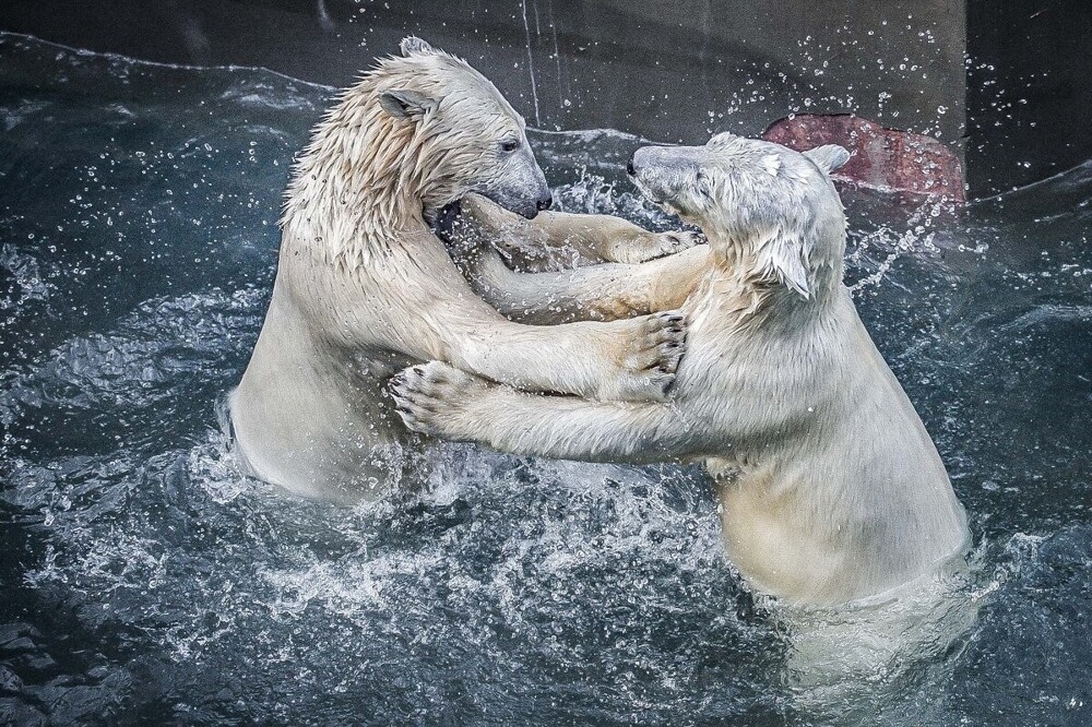 
        Мир&nbsp;животных-6    