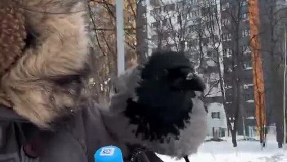 
        Ворона присела на&nbsp;плечо москвички и&nbsp;проявила неожиданный интерес к&nbsp;её&nbsp;вещам    