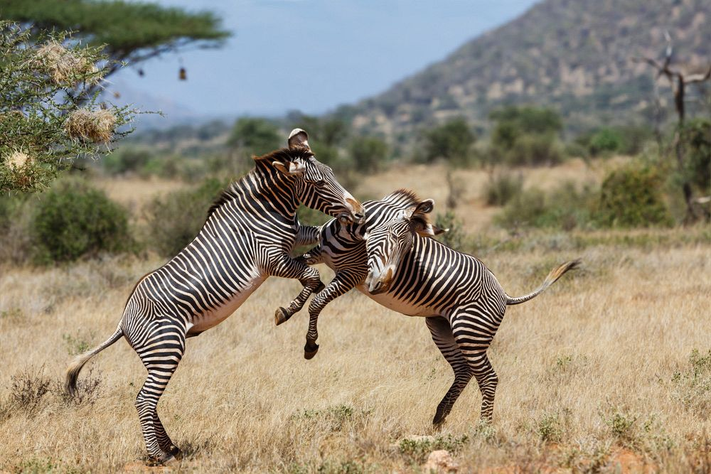 
        Зебры: не&nbsp;бегут от&nbsp;льва, а&nbsp;дают бой!    