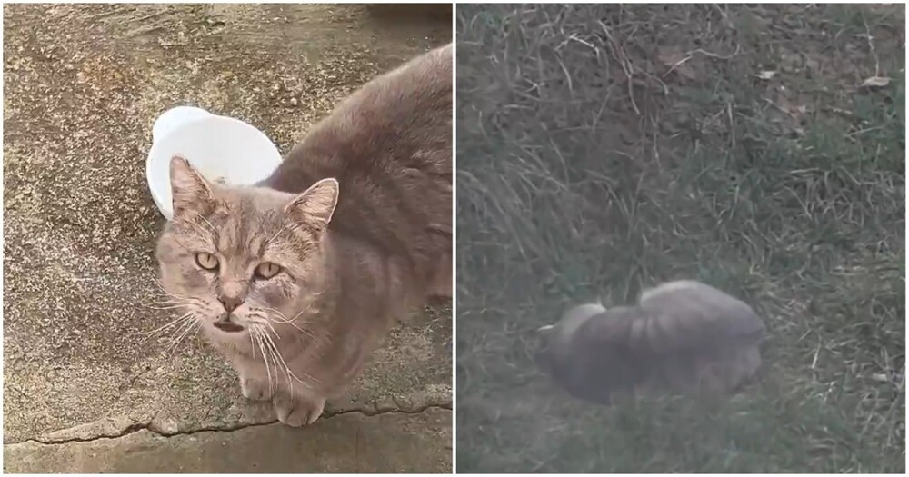 Хитрый домашний кот
Хитрый домашний кот