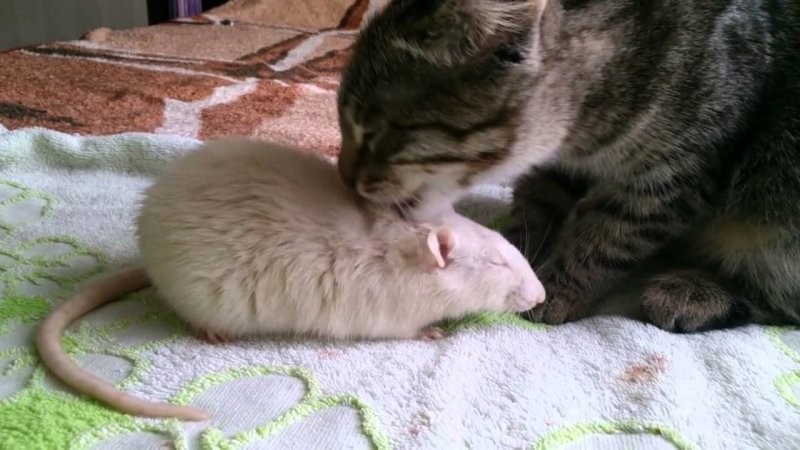 
        27&nbsp;примеров невероятной дружбы животных, от&nbsp;которой мир&nbsp;становится добрее    