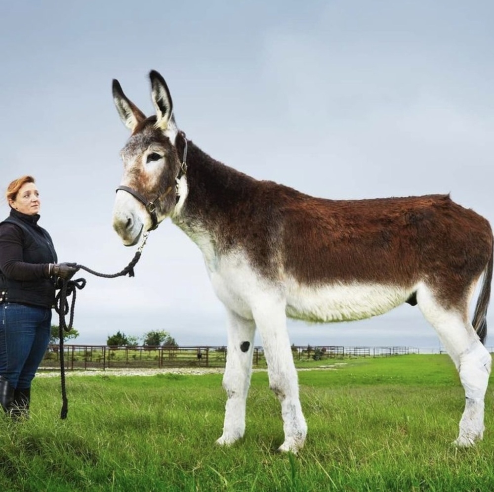 
        Реальные предметы и&nbsp;живых существ, впечатляющих своими огромными размерами    