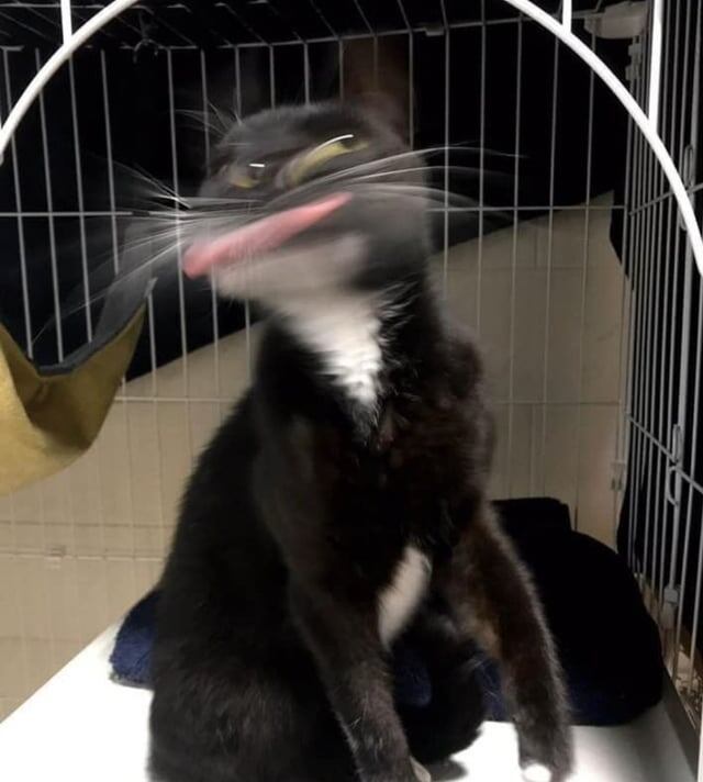 
        18&nbsp;фотографий котиков, которые оказались не&nbsp;в&nbsp;фокусе    