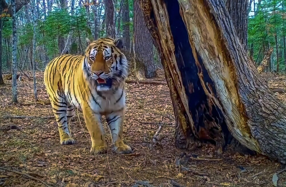 
        Мир&nbsp;животных-5    