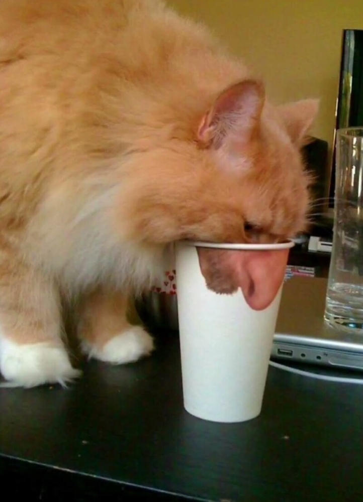 
        20&nbsp;фото животных, которые одновременно умиляют и&nbsp;пугают    