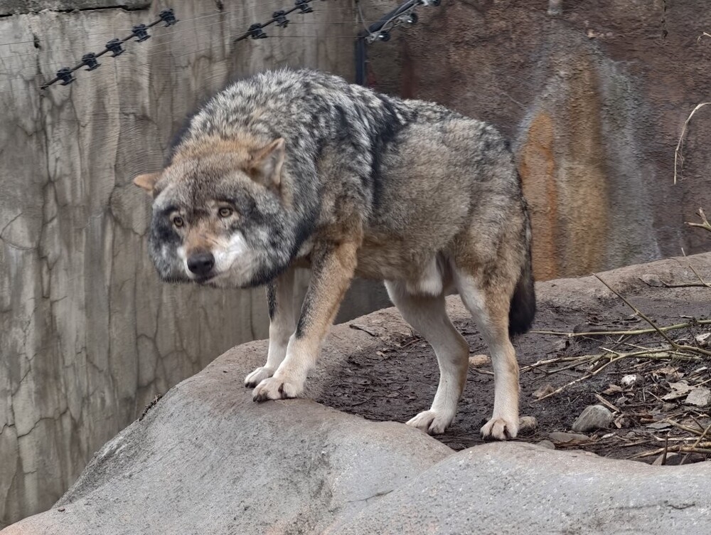 
        Мир&nbsp;животных-1    