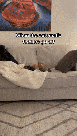 Подборка гифок - (25 гифок) 04.02.2026