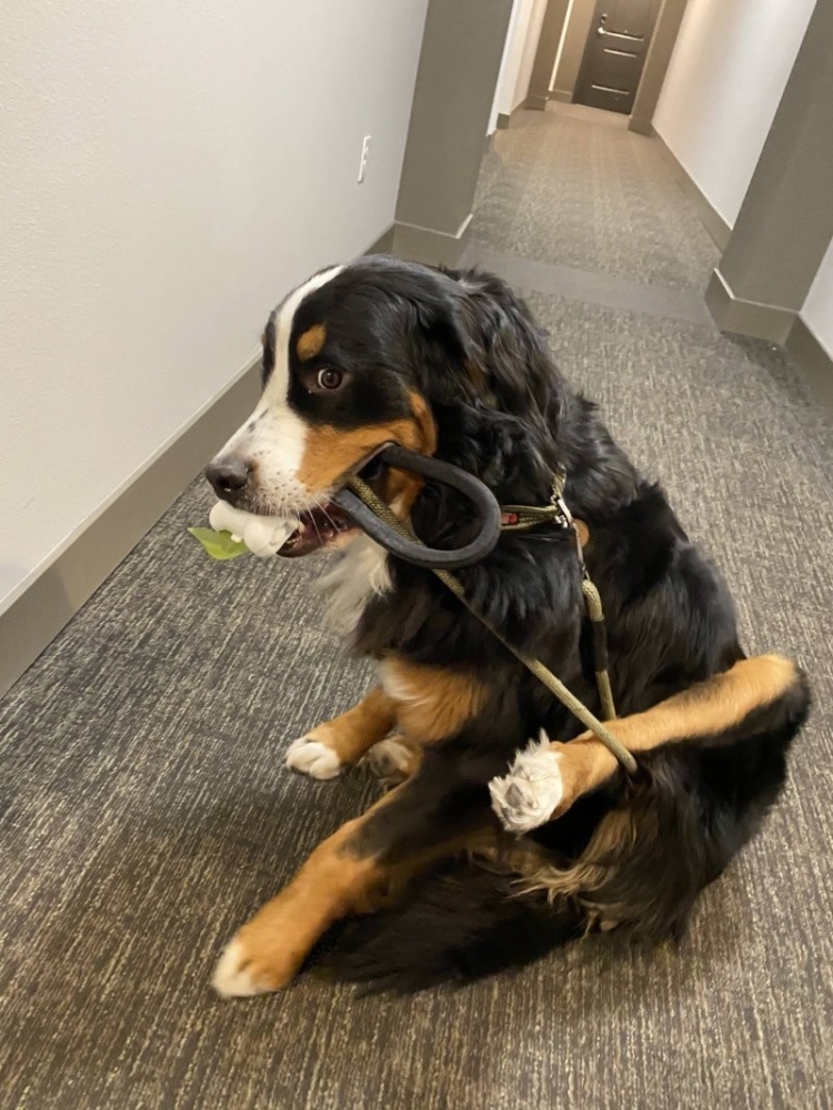 
        25&nbsp;животных, не&nbsp;рассчитавших траекторию и&nbsp;открывших закон подлости    