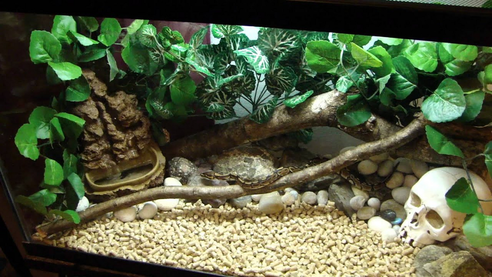 Бирманский питон: тысячи гигантских змей ломают природу США
Бирманский питон: тысячи гигантских змей ломают природу США