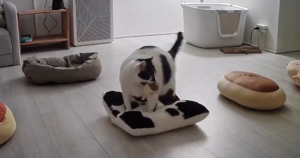 Кошка, которая ценит комфорт
Кошка, которая ценит комфорт