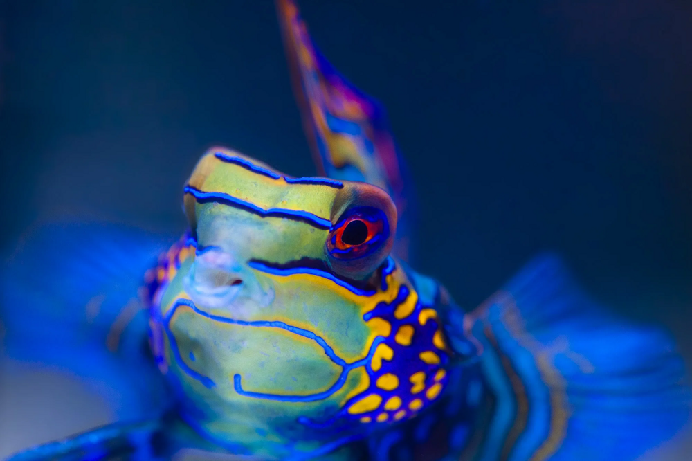 Мандаринка: самая психоделическая рыбка на планете
Мандаринка: самая психоделическая рыбка на планете