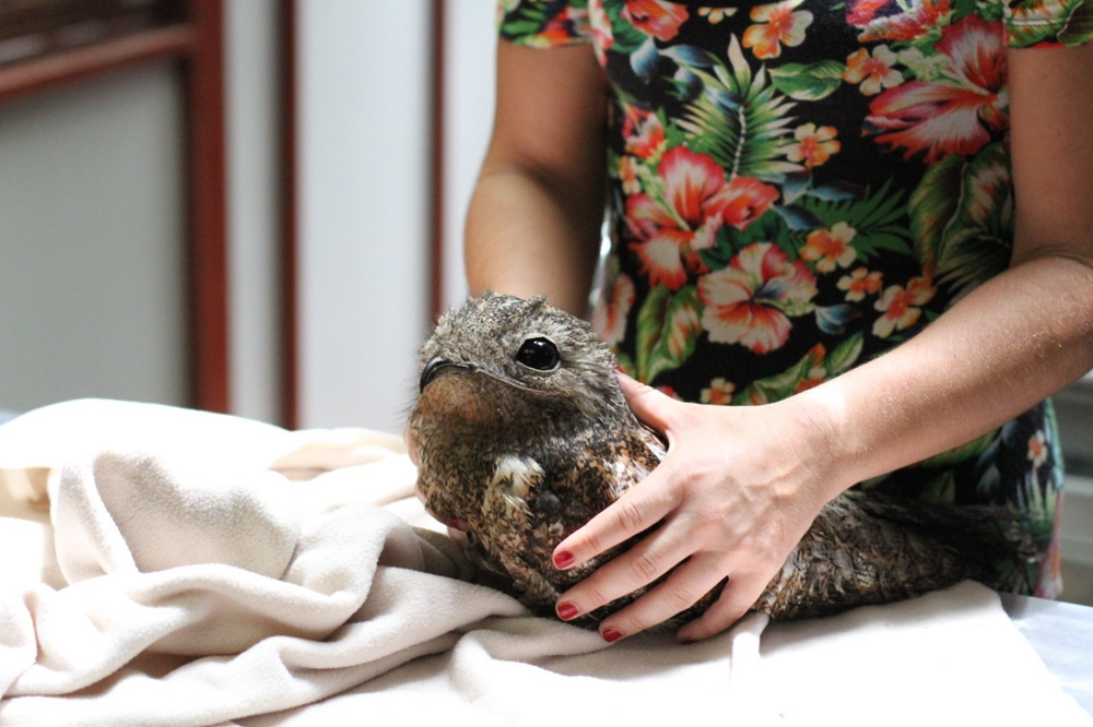 Исполинский козодой: сначала он пугает до мурашек, потом в него влюбляешься
Исполинский козодой: сначала он пугает до мурашек, потом в него влюбляешься