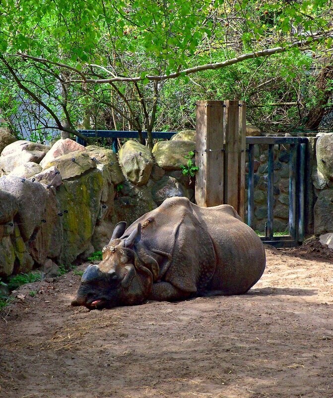 
        Мир&nbsp;животных-5    