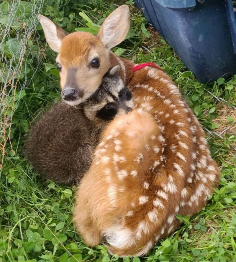 
        27&nbsp;примеров невероятной дружбы животных, от&nbsp;которой мир&nbsp;становится добрее    