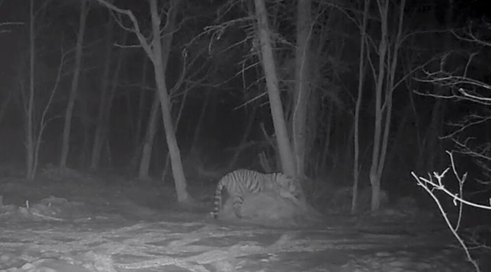 
        Тигр остался недоволен своим ночлегом    