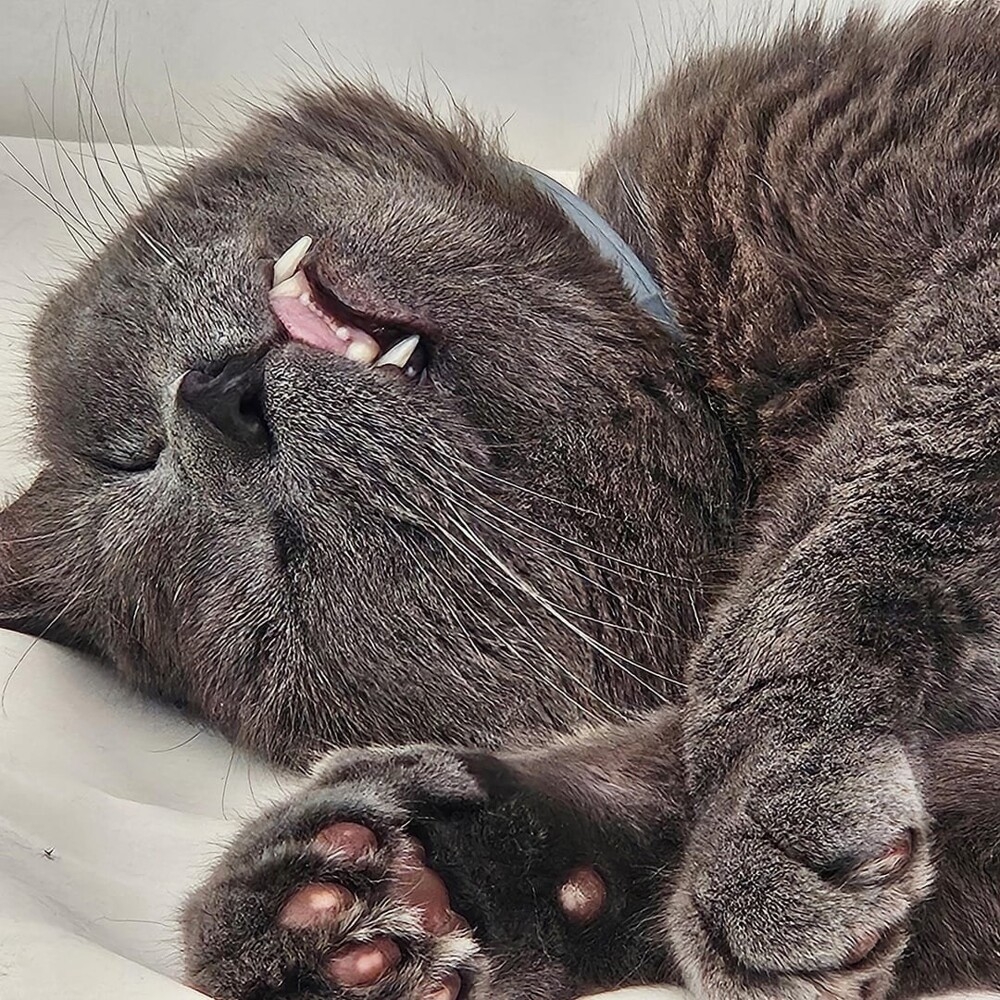 
        20&nbsp;снимков, на&nbsp;которых котики отжигают по&nbsp;полной    