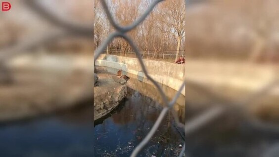 
        Маленькая обезьянка преподала урок посетителям зоопарка    