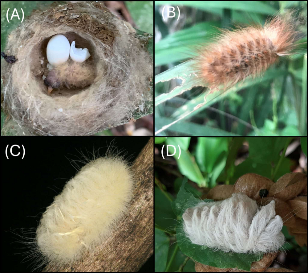 Топ-5 самых странных птенцов в мире
Топ-5 самых странных птенцов в мире