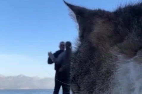 
        Бродячий кот&nbsp;добавил юмора в&nbsp;романтическое видео пары    