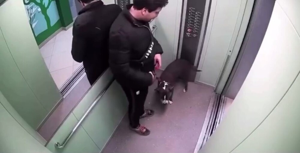 
        В&nbsp;Краснодаре мужчина избил пса&nbsp;за&nbsp;лужу в&nbsp;лифте    