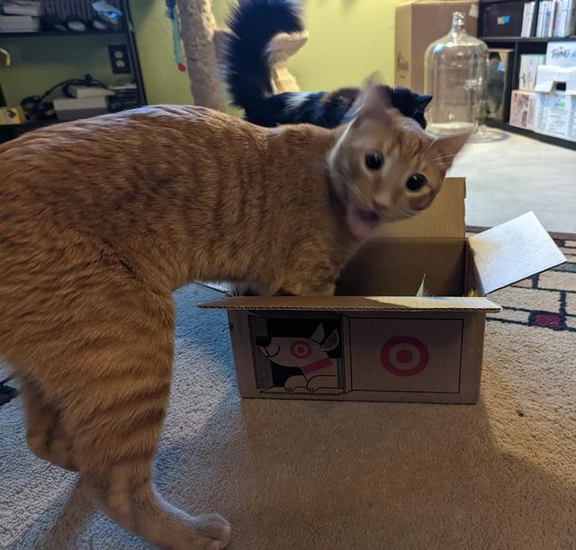 
        18&nbsp;фотографий котиков, которые оказались не&nbsp;в&nbsp;фокусе    