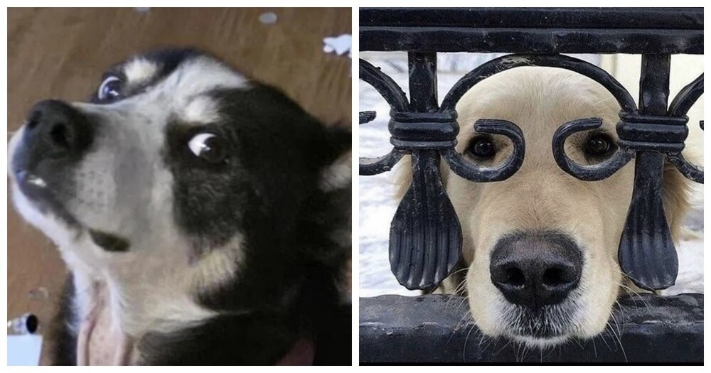 30 порций радости, которую пёсели способны подарить, просто делая свои собачьи дела
30 порций радости, которую пёсели способны подарить, просто делая свои собачьи дела