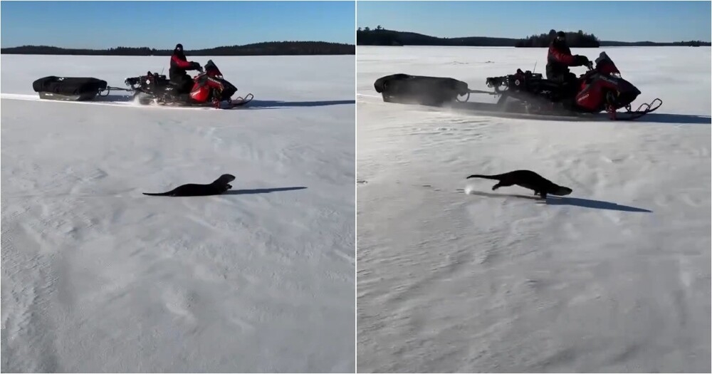 
        Выдра показывала, как&nbsp;ловко передвигаться по&nbsp;снегу    