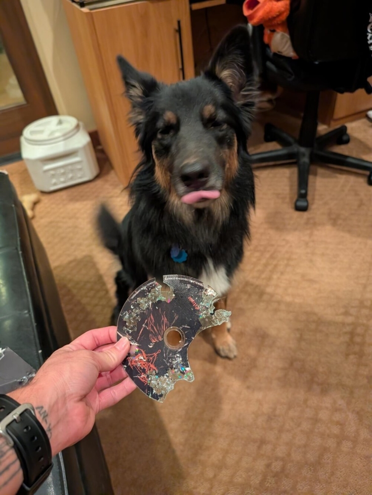 30 порций радости, которую пёсели способны подарить, просто делая свои собачьи дела
30 порций радости, которую пёсели способны подарить, просто делая свои собачьи дела