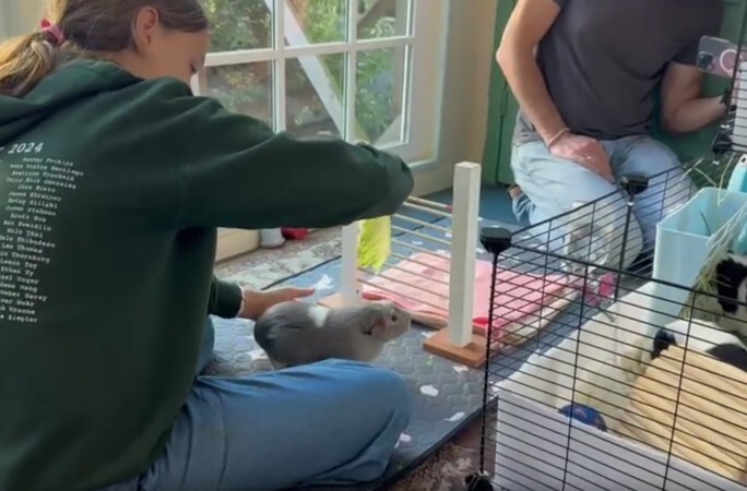 
        Морская свинка попала в&nbsp;Книгу рекордов Гиннесса, научившись прыгать через планку    