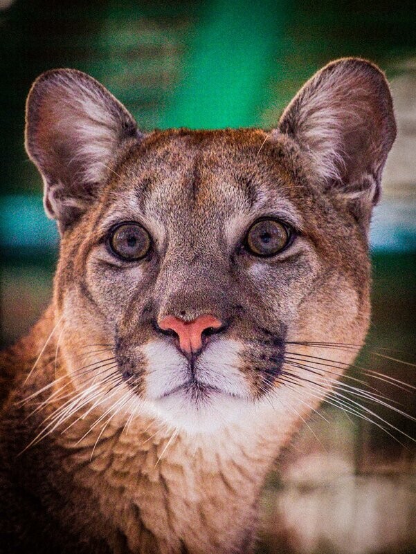 
        Мир&nbsp;животных-6    