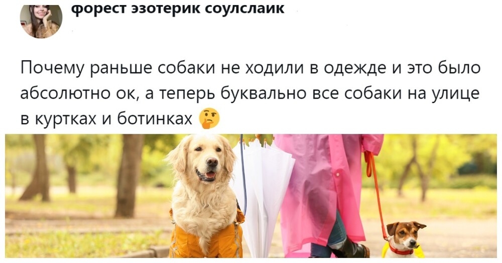 Собачники и не только обсуждают собачий дресс-код, который эволюционировал от свободы к пуховику
Собачники и не только обсуждают собачий дресс-код, который эволюционировал от свободы к пуховику
