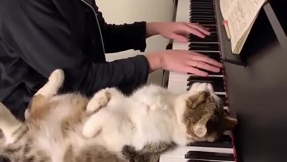 
        Главный ценитель прекрасного    