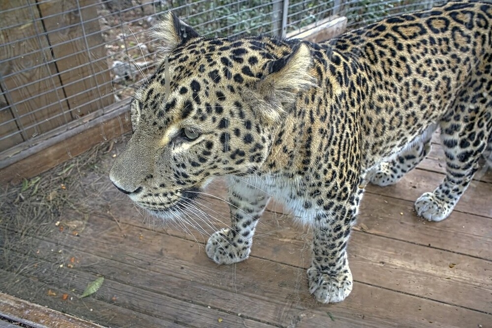 
        Мир&nbsp;животных-6    