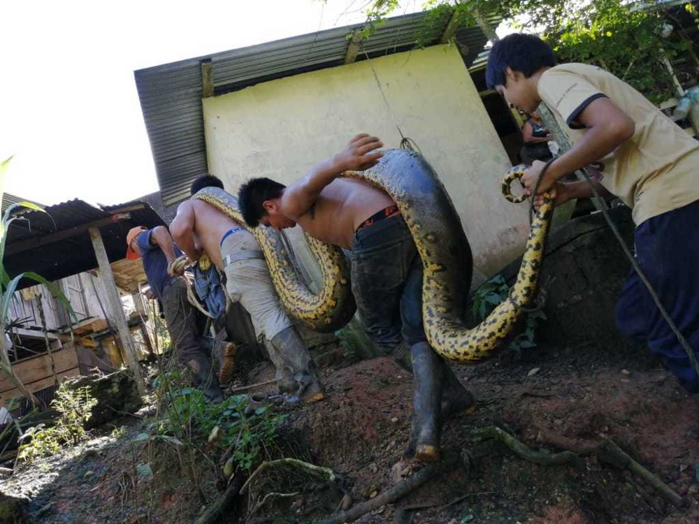 Анаконда: 5 фактов, которые ломают шаблоны об этой змее
Анаконда: 5 фактов, которые ломают шаблоны об этой змее