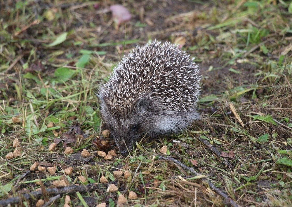 
        Мир&nbsp;животных-2    