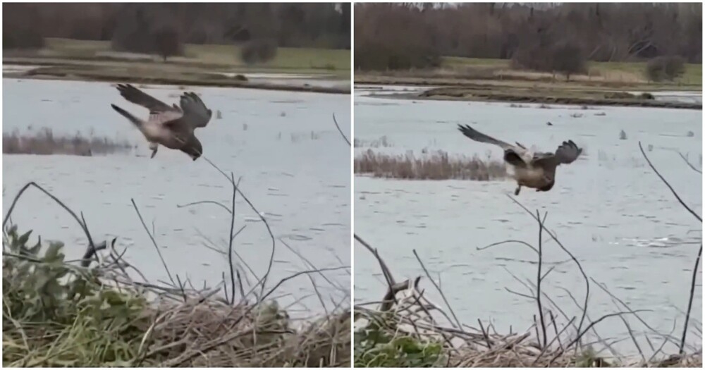 Пустельга на охоте
Пустельга на охоте