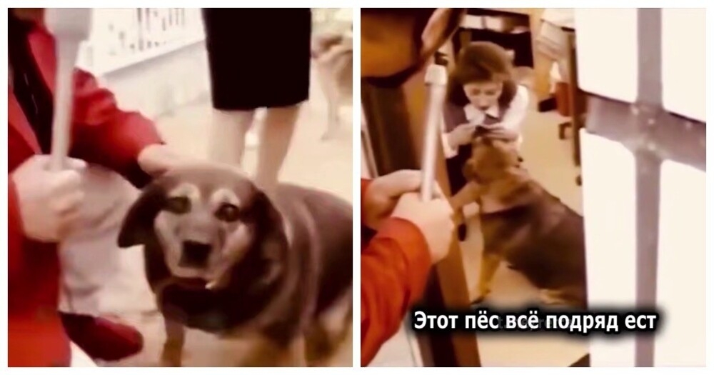 Собака с двойной жизнью
Собака с двойной жизнью