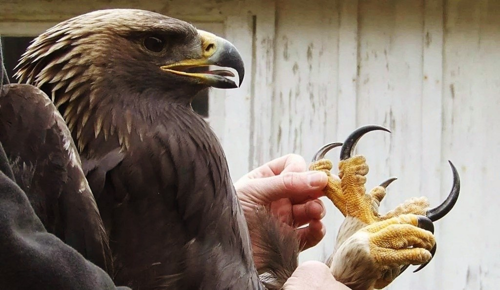 
        В&nbsp;40&nbsp;лет&nbsp;орёл разбивает себе клюв и&nbsp;вырывает все&nbsp;перья    