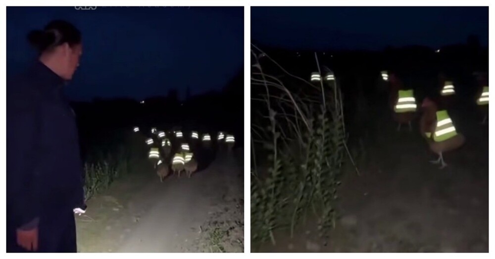 
        В&nbsp;Китае фермер сшил для&nbsp;куриц светоотражающие жилеты    