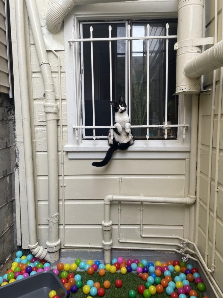 
        25&nbsp;животных, не&nbsp;рассчитавших траекторию и&nbsp;открывших закон подлости    