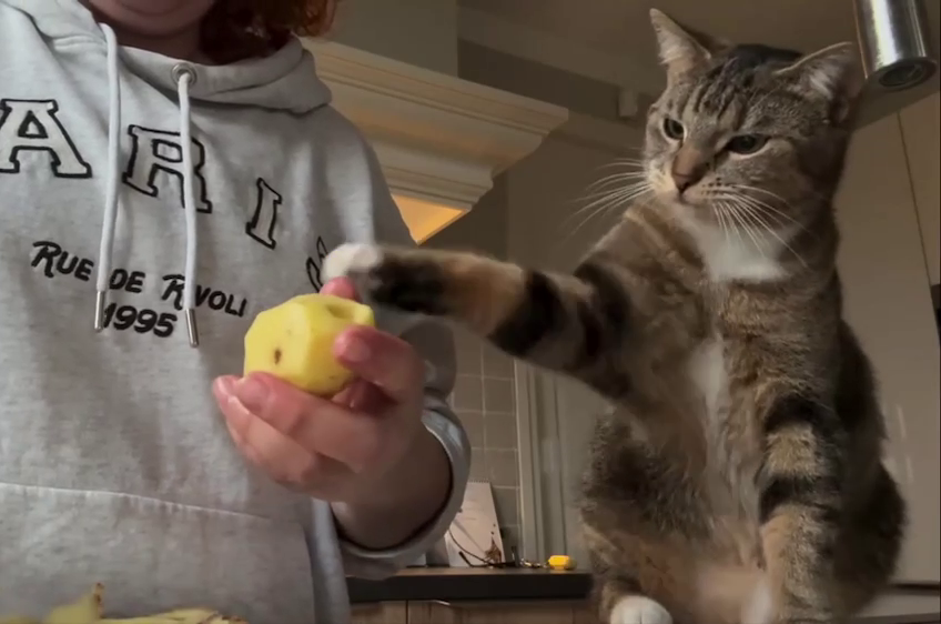 
        Кот, который обожает сырую картошку    