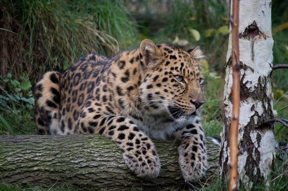 
        Мир&nbsp;животных-4    