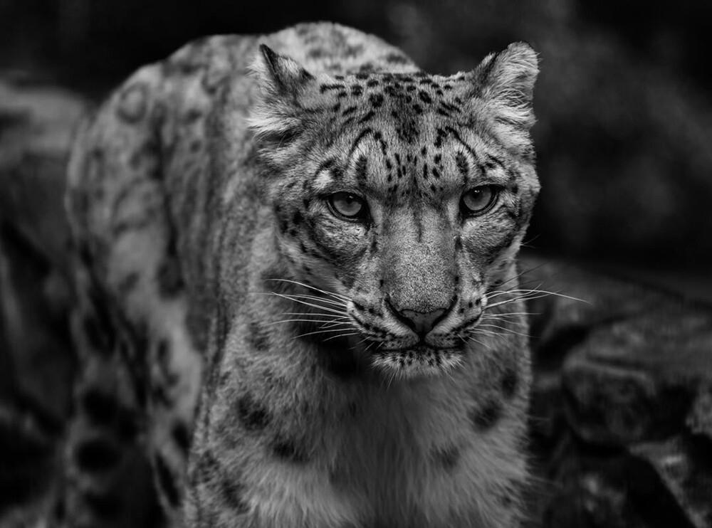 
        Мир&nbsp;животных-2    