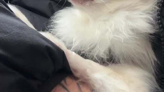 
        Пробник волка    