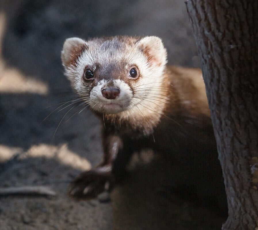 
        Мир&nbsp;животных-5    