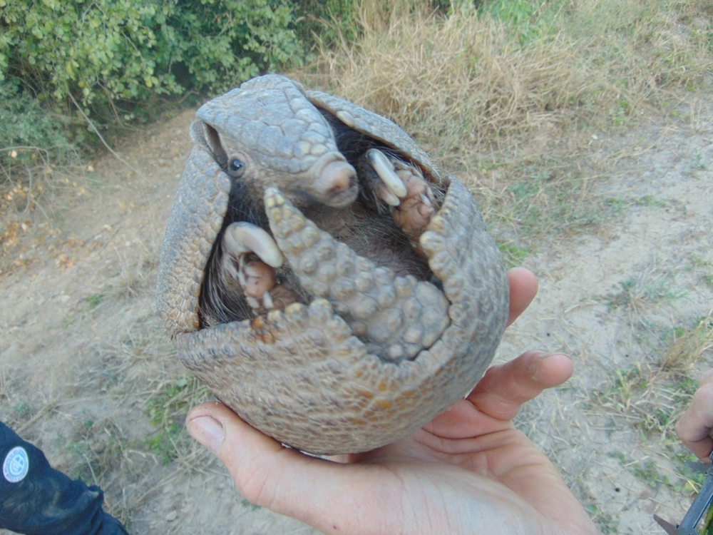 
        Трёхпоясный броненосец: он&nbsp;может вызвать панику даже у&nbsp;пумы и&nbsp;ягуара    