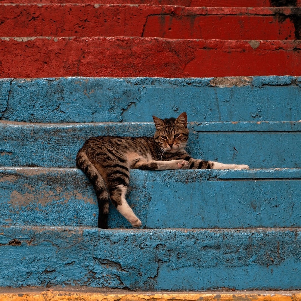 23 крупных плана уличных котов, которые доказывают, что пушистые главные на районе и в жизни
23 крупных плана уличных котов, которые доказывают, что пушистые главные на районе и в жизни