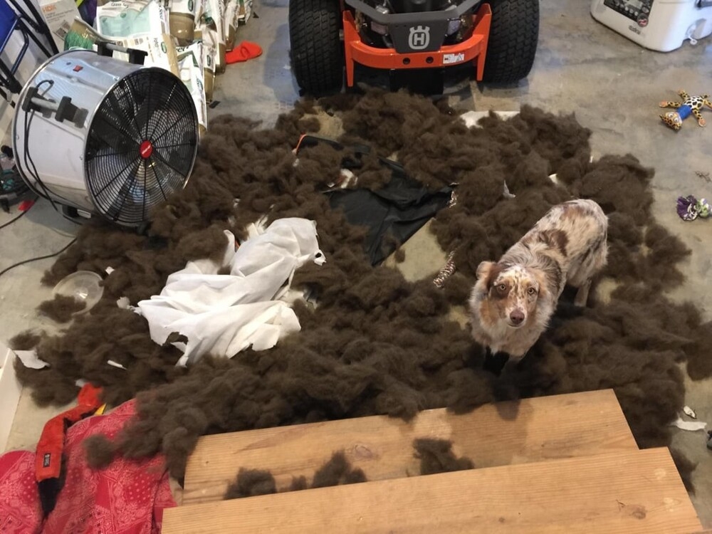 30 порций радости, которую пёсели способны подарить, просто делая свои собачьи дела
30 порций радости, которую пёсели способны подарить, просто делая свои собачьи дела