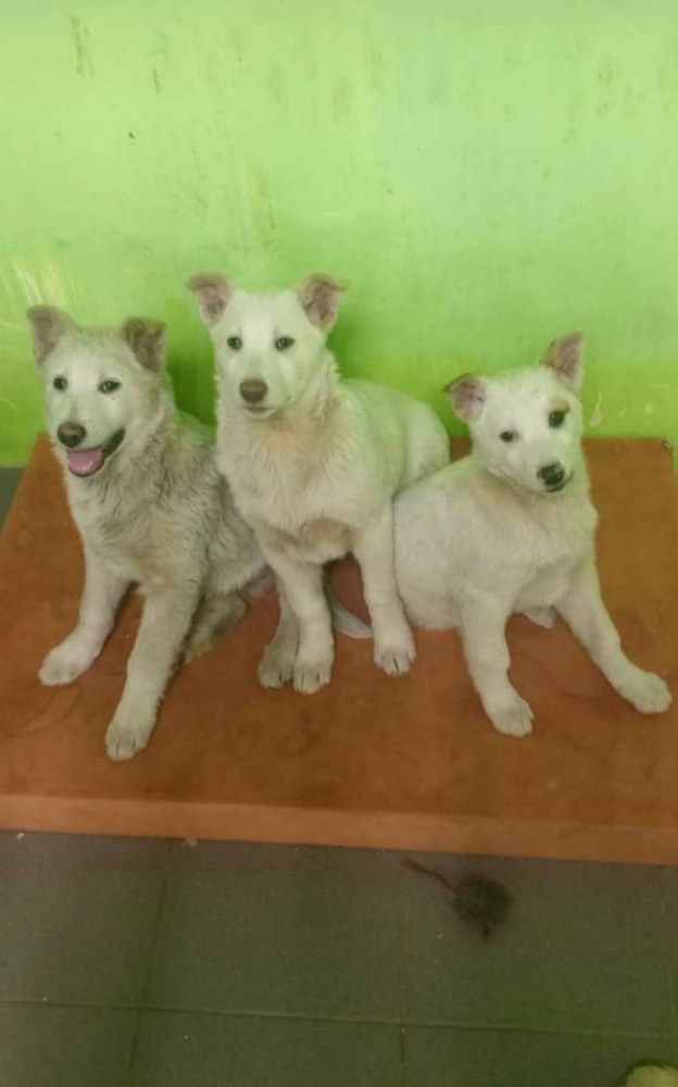 
        В&nbsp;Воронеже женщины разорили тёплый уголок для&nbsp;щенков и&nbsp;облили его&nbsp;хлоркой    